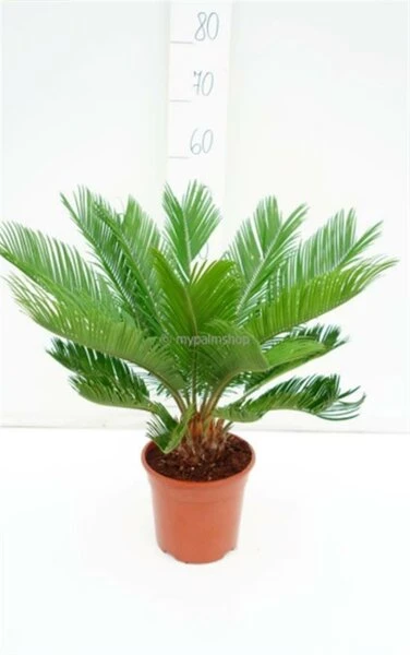 Cycas Revoluta - Totale Hoogte 70-90 Cm - Pot Ø 19 Cm 3 Cycas Revoluta - Totale Hoogte 70-90 Cm - Pot Ø 19 Cm