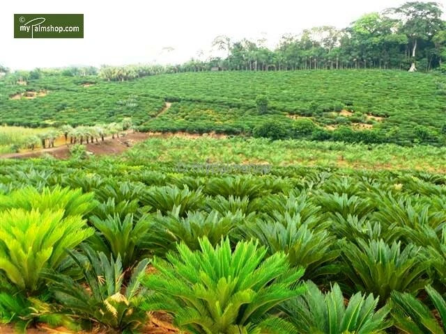 Cycas Revoluta - Totale Hoogte 70-90 Cm - Pot Ø 19 Cm 5 Cycas Revoluta - Totale Hoogte 70-90 Cm - Pot Ø 19 Cm - Afbeelding 3