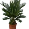 Cycas Revoluta - Stam 8+ Cm - Totale Hoogte 50-70 Cm - Pot Ø 20 Cm -Flora Hart Verkoopwinkel 1991742231