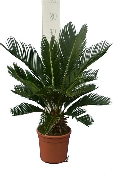 Cycas Revoluta - Stam 8+ Cm - Totale Hoogte 50-70 Cm - Pot Ø 20 Cm 3 Cycas Revoluta - Stam 8+ Cm - Totale Hoogte 50-70 Cm - Pot Ø 20 Cm