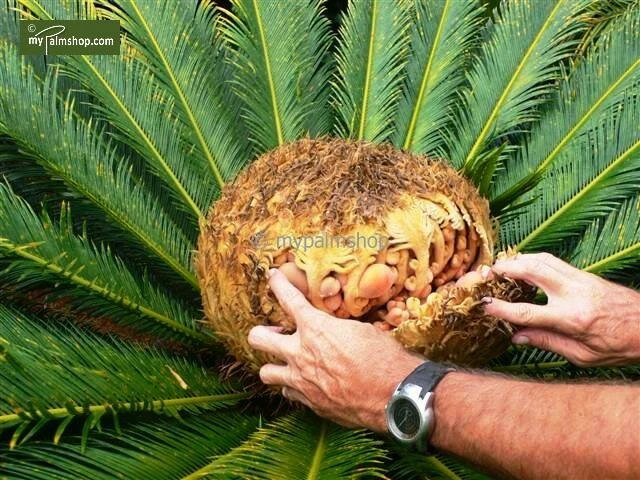 Cycas Revoluta - Stam 8+ Cm - Totale Hoogte 50-70 Cm - Pot Ø 20 Cm 5 Cycas Revoluta - Stam 8+ Cm - Totale Hoogte 50-70 Cm - Pot Ø 20 Cm - Afbeelding 3