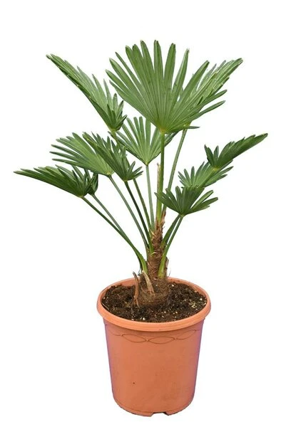 Trachycarpus Wagnerianus Frosty - Totale Hoogte 50-70 Cm - Pot Ø 23 Cm 3 Trachycarpus Wagnerianus Frosty - Totale Hoogte 50-70 Cm - Pot Ø 23 Cm