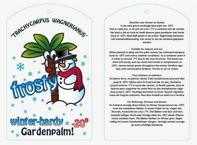 Trachycarpus Wagnerianus Frosty - Totale Hoogte 50-70 Cm - Pot Ø 23 Cm 4 Trachycarpus Wagnerianus Frosty - Totale Hoogte 50-70 Cm - Pot Ø 23 Cm - Afbeelding 2