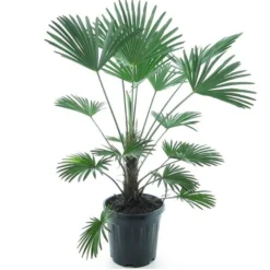 Trachycarpus Wagnerianus Frosty - Totale Hoogte 90-110 Cm - Pot Ø 32 Cm