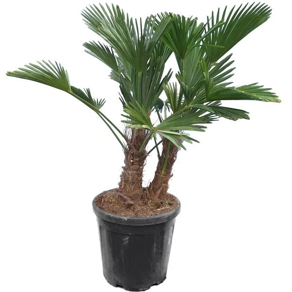 Trachycarpus Wagnerianus Multitrunk - Pot Ø 38 Cm / 25 Ltr 3 Trachycarpus Wagnerianus Multitrunk - Pot Ø 38 Cm / 25 Ltr