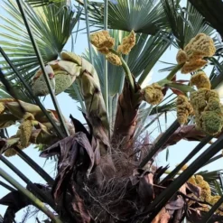 Trachycarpus Wagnerianus Multitrunk - Pot Ø 55 Cm / 70 Ltr [pallet] -Flora Hart Verkoopwinkel 1991876643