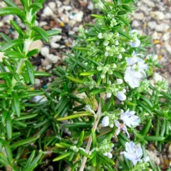 Westringia Fruticosa - Pot Ø 26 Cm -Flora Hart Verkoopwinkel 1992049332