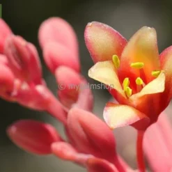 Hesperaloe Parviflora - Totale Hoogte 50-70 Cm - Pot Ø 26 Cm -Flora Hart Verkoopwinkel 1992232980