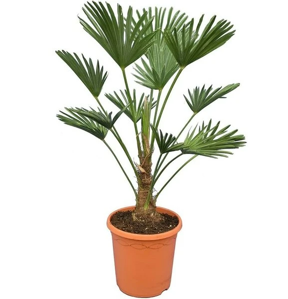 Trachycarpus Wagnerianus Frosty - Totale Hoogte 80-90 Cm - Pot Ø 26 Cm 3 Trachycarpus Wagnerianus Frosty - Totale Hoogte 80-90 Cm - Pot Ø 26 Cm