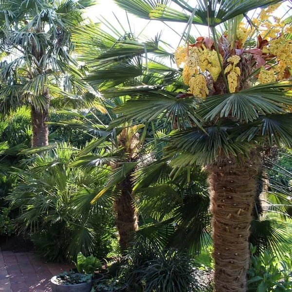 Trachycarpus Wagnerianus Frosty - Totale Hoogte 80-90 Cm - Pot Ø 26 Cm 6 Trachycarpus Wagnerianus Frosty - Totale Hoogte 80-90 Cm - Pot Ø 26 Cm - Afbeelding 4