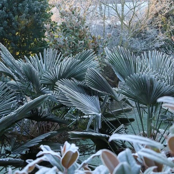 Trachycarpus Wagnerianus Frosty - Totale Hoogte 80-90 Cm - Pot Ø 26 Cm 8 Trachycarpus Wagnerianus Frosty - Totale Hoogte 80-90 Cm - Pot Ø 26 Cm - Afbeelding 6