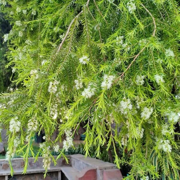 Melaleuca Alternifolia - Pot Ø 27 Cm 4 Melaleuca Alternifolia - Pot Ø 27 Cm - Afbeelding 2