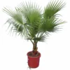 Washingtonia Robusta - Stam 20-30 Cm - Totale Hoogte 150-180 Cm - Pot Ø 32 Cm [pallet] -Flora Hart Verkoopwinkel 1992403752