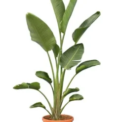 Strelitzia Nicolai - Totale Hoogte 160-180 Cm - Pot Ø 36 Cm - 2 Planten Per Pot [pallet]