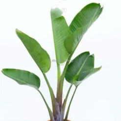 Strelitzia Nicolai - Totale Hoogte 160-180 Cm - Pot Ø 36 Cm - 2 Planten Per Pot [pallet] -Flora Hart Verkoopwinkel 1992624450