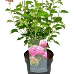 Hydrangea Arborescens Pink Annabelle 3 Ltr