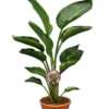 Strelitzia Nicolai - Totale Hoogte 80-100 Cm - Pot Ø 24 Cm - 2 Planten Per Pot