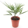 Trachycarpus Sp. Kumaon X Wagnerianus - Pot Ø 23 Cm -Flora Hart Verkoopwinkel 1993111485