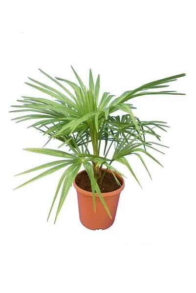 Trachycarpus Wagnerianus X Nanus - Totale Hoogte 50-70 Cm - Pot Ø 23 Cm 3 Trachycarpus Wagnerianus X Nanus - Totale Hoogte 50-70 Cm - Pot Ø 23 Cm