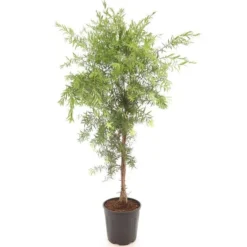 Callistemon Viminalis Captain Cook - Stam 40-50 Cm