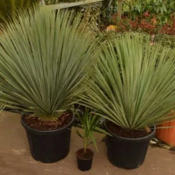 Yucca Rostrata - Totale Hoogte 100-120 Cm - Pot 35 Ltr [pallet] -Flora Hart Verkoopwinkel 1994346162