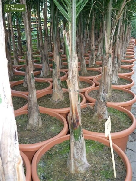 Syagrus Romanzoffiana Sp. Santa Catarina - Totale Hoogte 150+ Cm - Pot Ø 24 Cm 4 Syagrus Romanzoffiana Sp. Santa Catarina - Totale Hoogte 150+ Cm - Pot Ø 24 Cm - Afbeelding 2