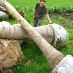 Syagrus Romanzoffiana Sp. Santa Catarina - Totale Hoogte 150+ Cm - Pot Ø 24 Cm 8 Syagrus Romanzoffiana Sp. Santa Catarina - Totale Hoogte 150+ Cm - Pot Ø 24 Cm -Flora Hart Verkoopwinkel 1994346432