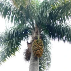 Syagrus Romanzoffiana Sp. Santa Catarina - Totale Hoogte 150+ Cm - Pot Ø 24 Cm 9 Syagrus Romanzoffiana Sp. Santa Catarina - Totale Hoogte 150+ Cm - Pot Ø 24 Cm -Flora Hart Verkoopwinkel 1994346435