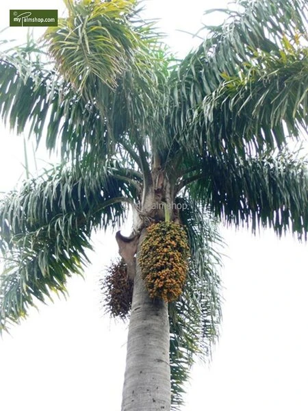 Syagrus Romanzoffiana Sp. Santa Catarina - Totale Hoogte 150+ Cm - Pot Ø 24 Cm 6 Syagrus Romanzoffiana Sp. Santa Catarina - Totale Hoogte 150+ Cm - Pot Ø 24 Cm - Afbeelding 4