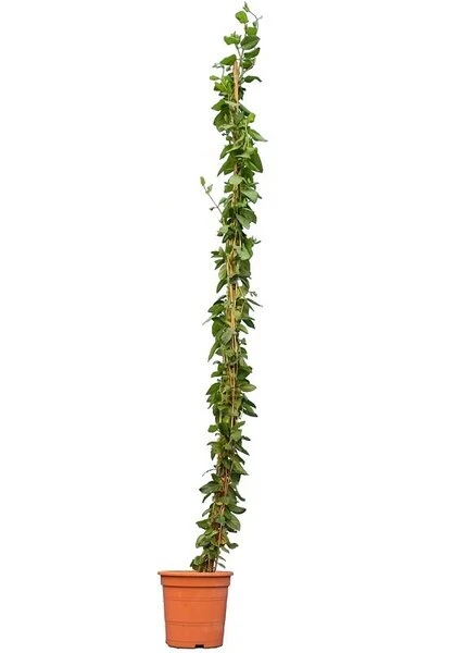 Trachelospermum Jasminoides - Pot Ø 22 Cm 3 Trachelospermum Jasminoides - Pot Ø 22 Cm