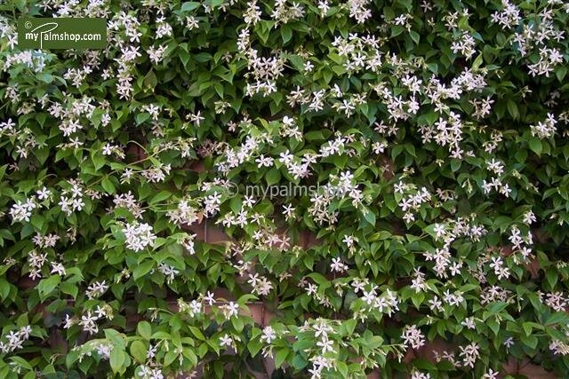Trachelospermum Jasminoides - Pot Ø 22 Cm 4 Trachelospermum Jasminoides - Pot Ø 22 Cm - Afbeelding 2