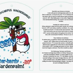 Trachycarpus Wagnerianus Frosty - Stam 50-60 Cm - Totale Hoogte 170-190 Cm - Pot Ø 32 Cm [pallet] -Flora Hart Verkoopwinkel 1994349321