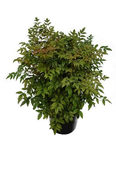 Nandina Domestica - Pot Ø 24 Cm 6 Nandina Domestica - Pot Ø 24 Cm - Afbeelding 4