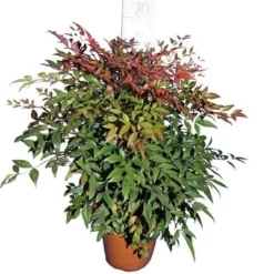 Nandina Domestica - Pot Ø 24 Cm 11 Nandina Domestica - Pot Ø 24 Cm -Flora Hart Verkoopwinkel 1994349981