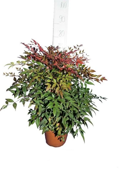 Nandina Domestica - Pot Ø 24 Cm 7 Nandina Domestica - Pot Ø 24 Cm - Afbeelding 5
