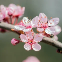 Prunus Dulcis - Pot Ø 26 Cm -Flora Hart Verkoopwinkel 1994352204