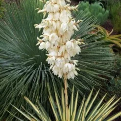 Yucca Gloriosa Variegata - Totale Hoogte 60-70 Cm - Pot Ø 26 Cm 9 Yucca Gloriosa Variegata - Totale Hoogte 60-70 Cm - Pot Ø 26 Cm -Flora Hart Verkoopwinkel 1995836445