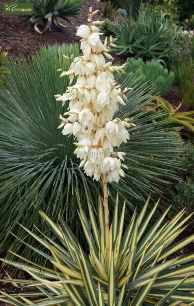 Yucca Gloriosa Variegata - Totale Hoogte 60-70 Cm - Pot Ø 26 Cm 6 Yucca Gloriosa Variegata - Totale Hoogte 60-70 Cm - Pot Ø 26 Cm - Afbeelding 4