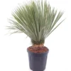 Yucca Rostrata - Stam 20-30 Cm - Totale Hoogte 80-100 Cm - Pot Ø 35 Cm [pallet]