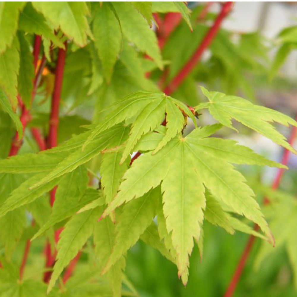 Flora Hart Verkoopwinkel -Flora Hart Verkoopwinkel 1 1 1